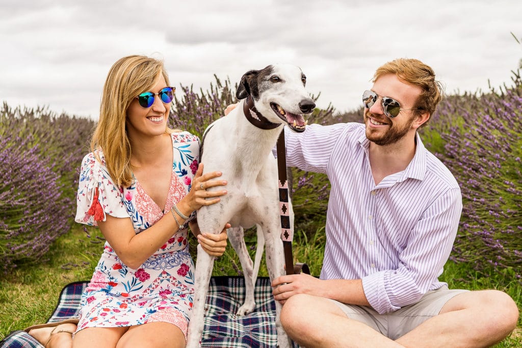 Couple sitting with their cute dog at Mayfield Lavender farm during their pre wed engagement shoot