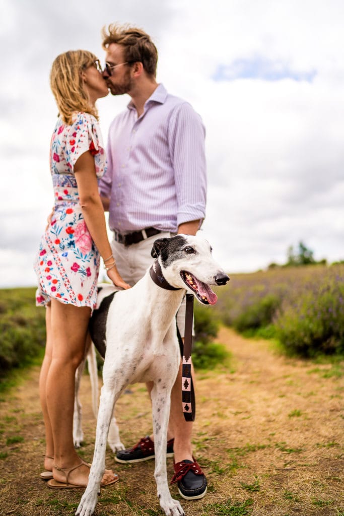 pre wed engagement shoot Couple standing with their great dog at Mayfield lavender farm Surrey